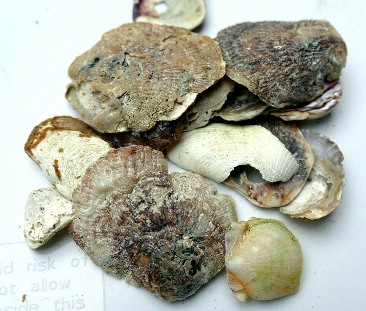 Shells oyster clam pacific ocean shells 80 gr 2.8oz small bag for aquarium decor
