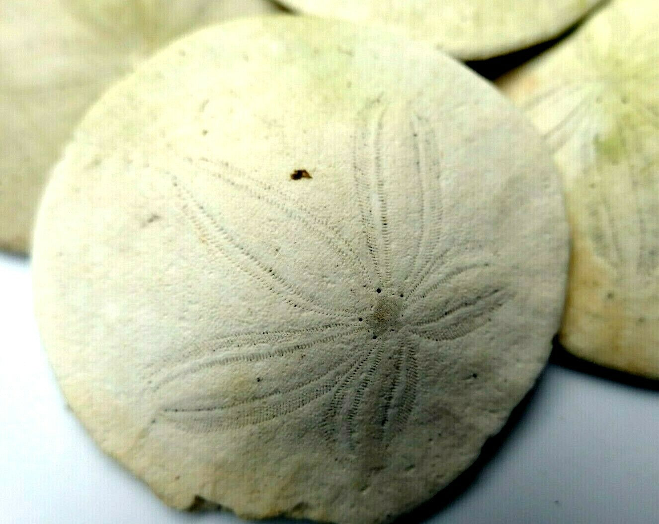 Sand dollar shell 2 2.2" pacific ocean california beach aquarium decor medium