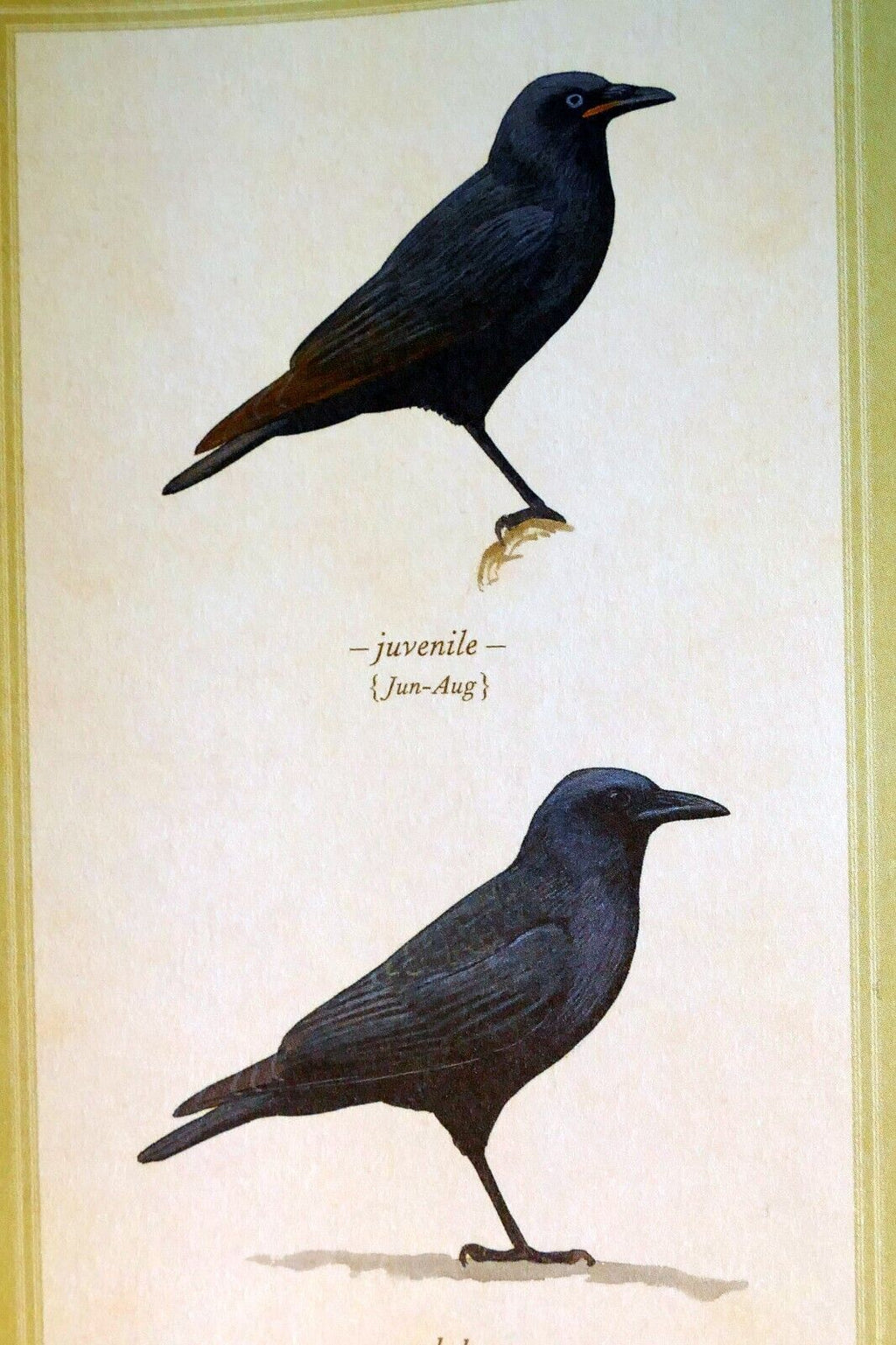 American crow postcard bird by david sibley   unposted , new