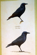 American crow postcard bird by david sibley   unposted , new