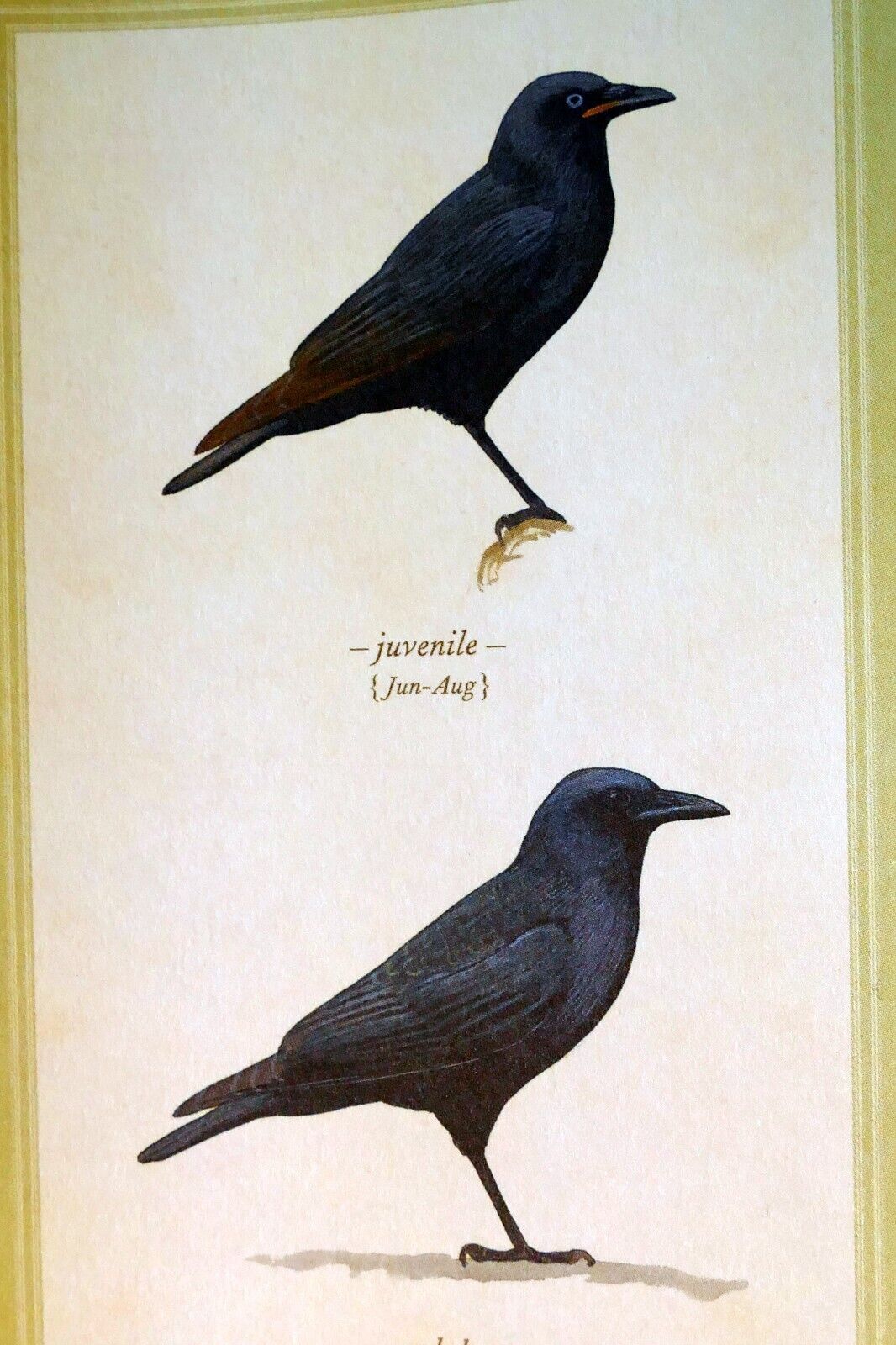 American crow postcard bird by david sibley   unposted , new