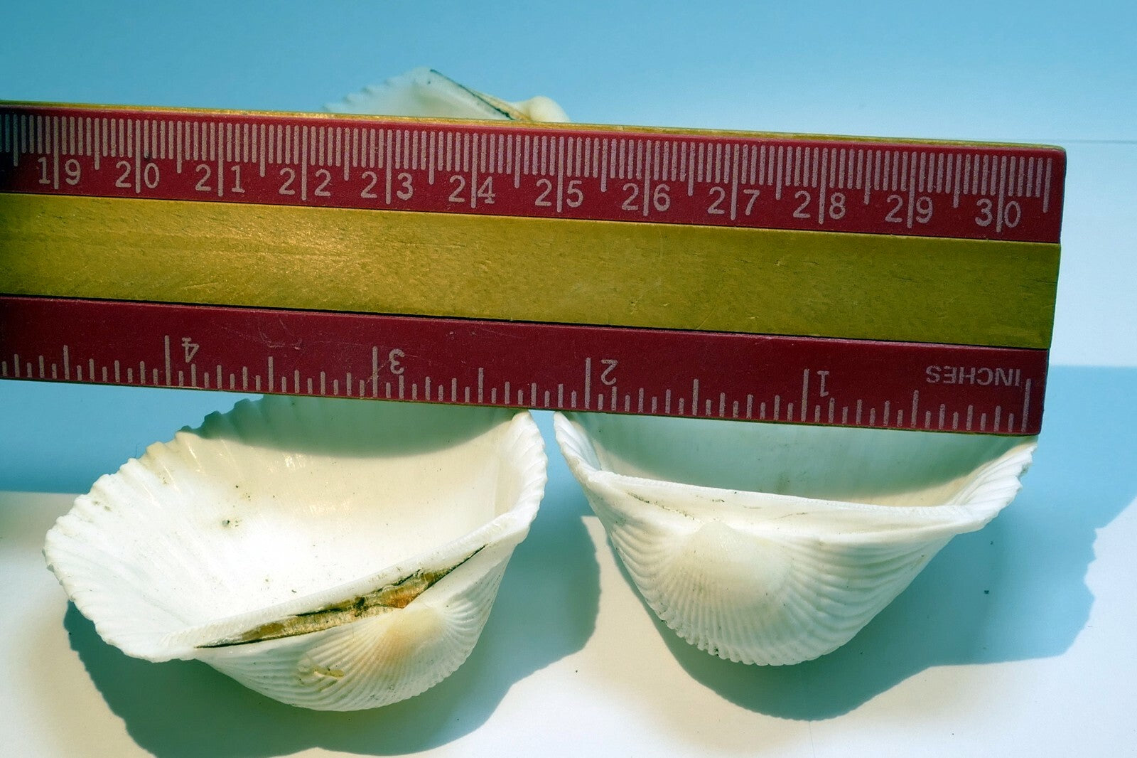 White Ark Shell Seashell beach decor clam medium 2X2" clam cockle sea