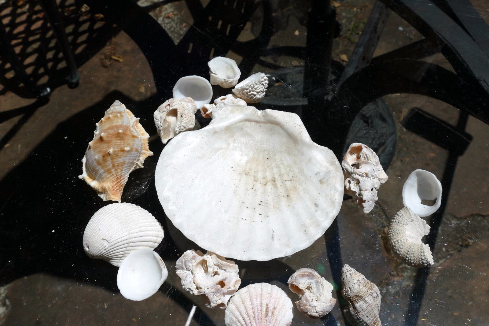 6oz  lot of Ocean Shell Seashell Corral California San Francisco for Fish Tank