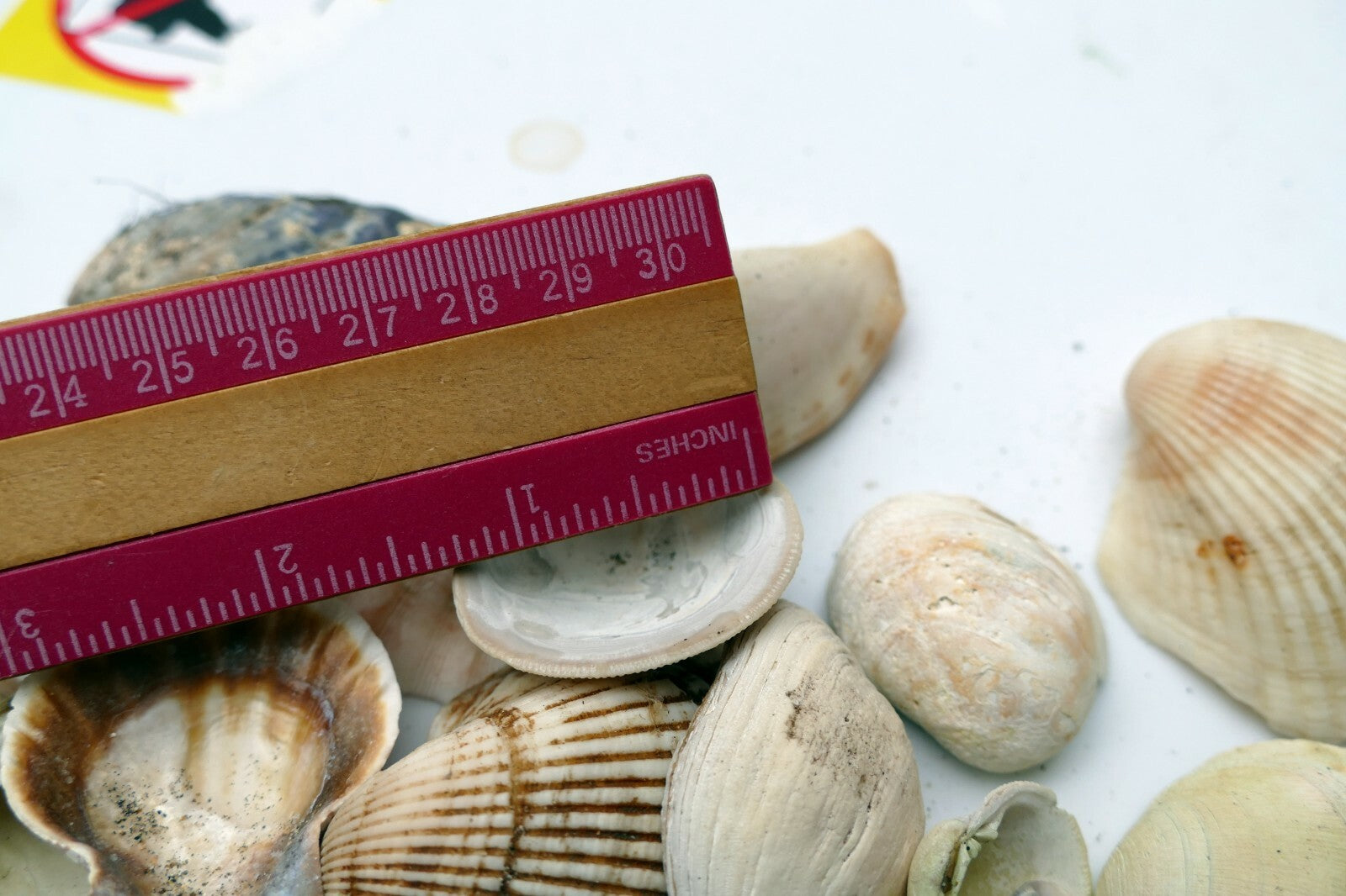 Mixed Bag Shells clam pacific Ocean 6.4oz bag for aquarium Venus clam spiral