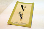 Hairy  Woodpecker  Postcard Bird by David Sibley - unposted , new