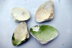 one Clam Shell 4.5"x3" Seashell from Ocean large sea beach aquarium decor