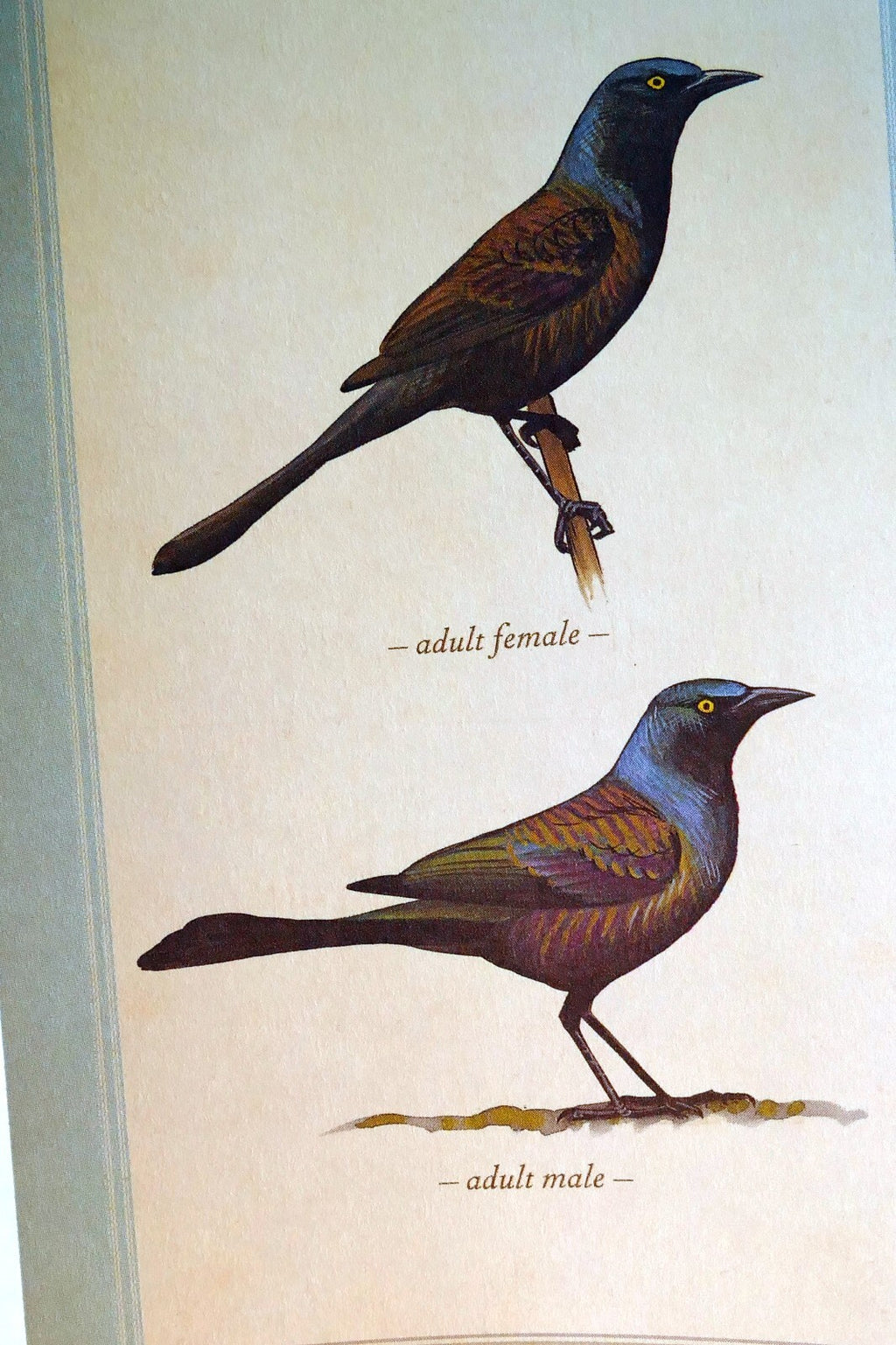 Common grackle postcard bird by david sibley   unposted , new