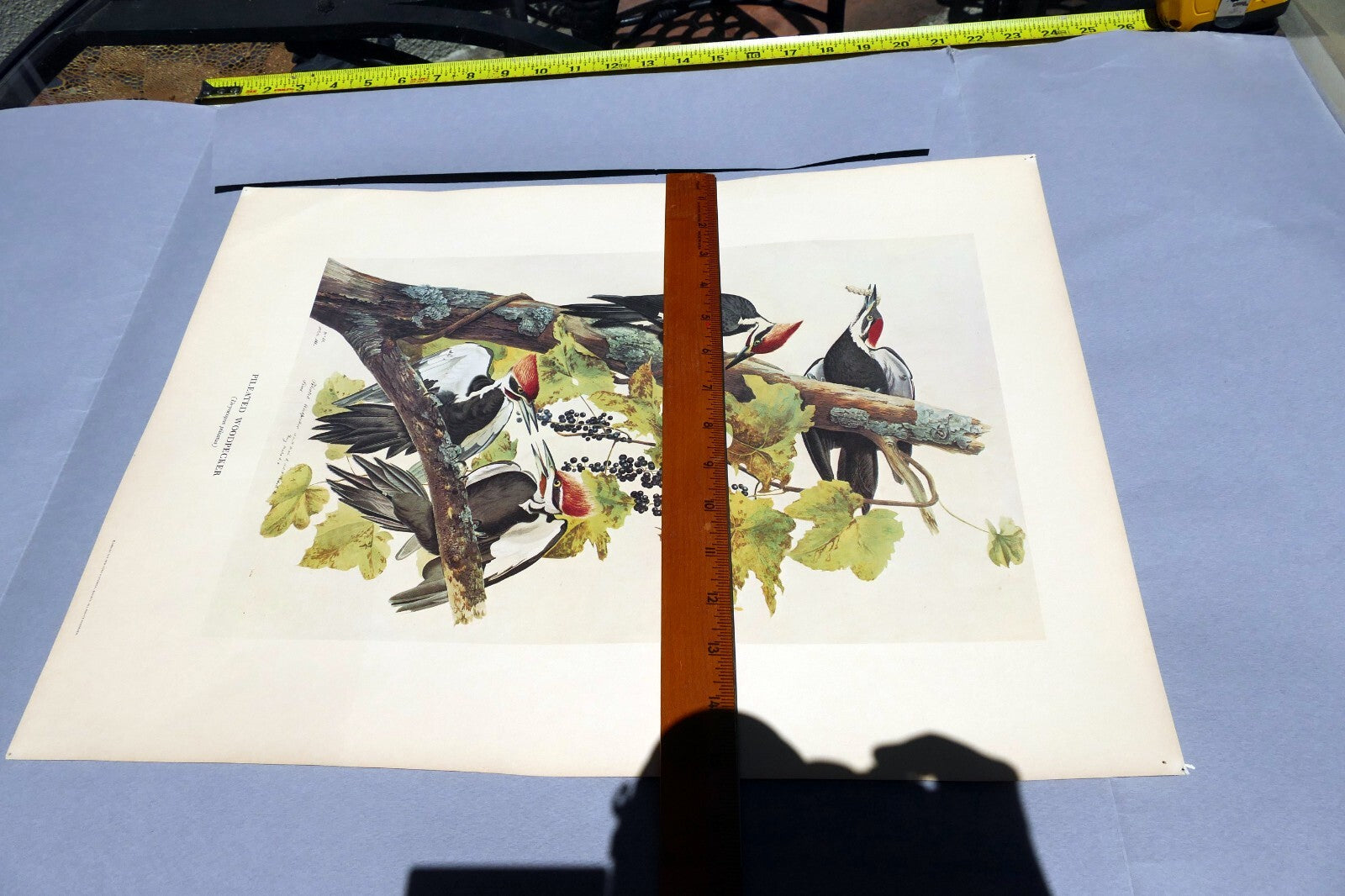 1966 Audubon Print  Pileated Woodpecker plate 111, bird print 15X20" medium